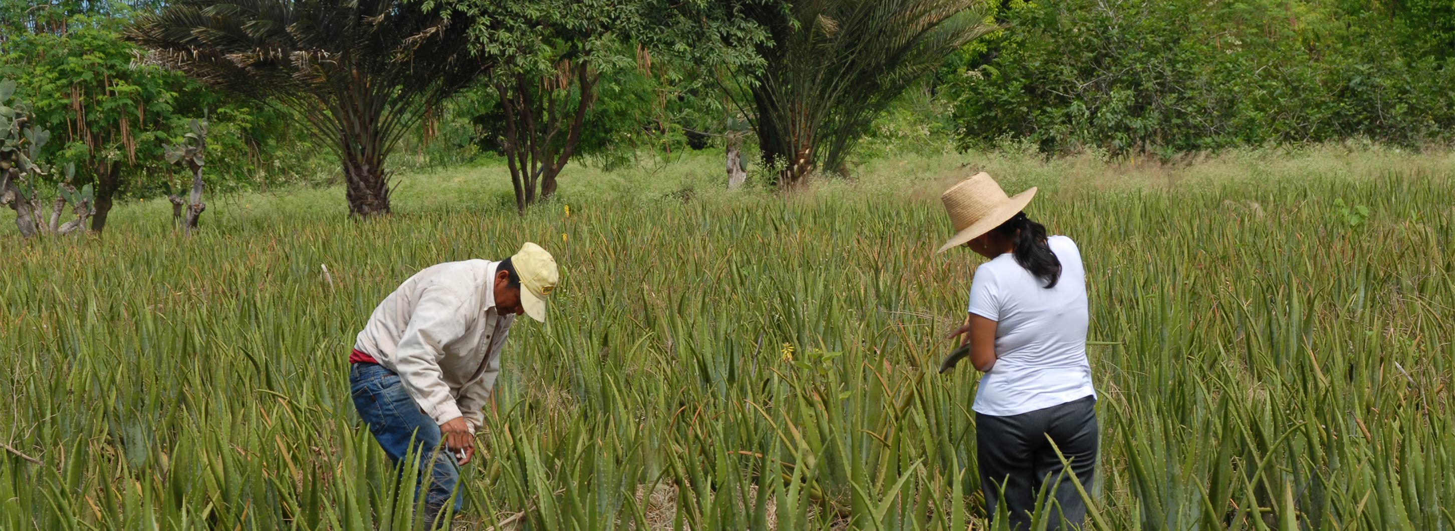 Zwei Bauern im Aloe Vera Feld Zwei Bauern im Aloe Vera Pflanzen Feld
