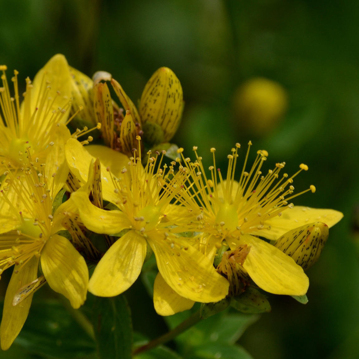 Blüte Johanniskraut Johanniskraut gelbe Blumen mit grünem Hintergrund