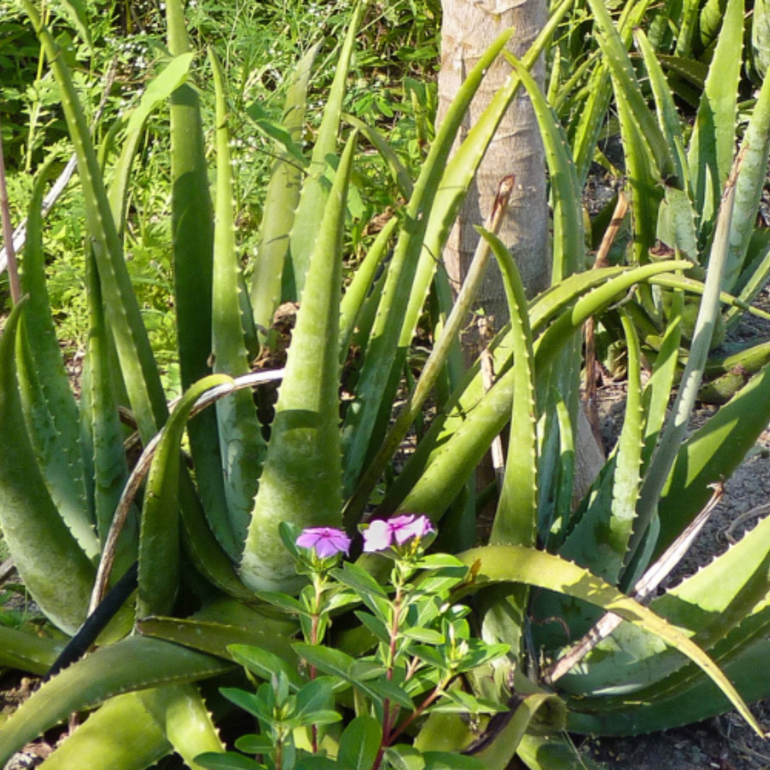 Aloe Vera BioUrsaft