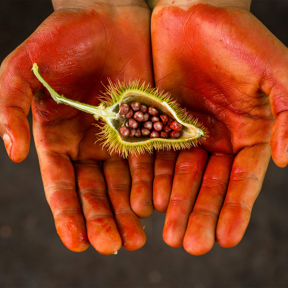 Achiote in Handfläche Rot bemalte offene Handflächen halten eine halbierte Achiotekapsel mit roten Beeren