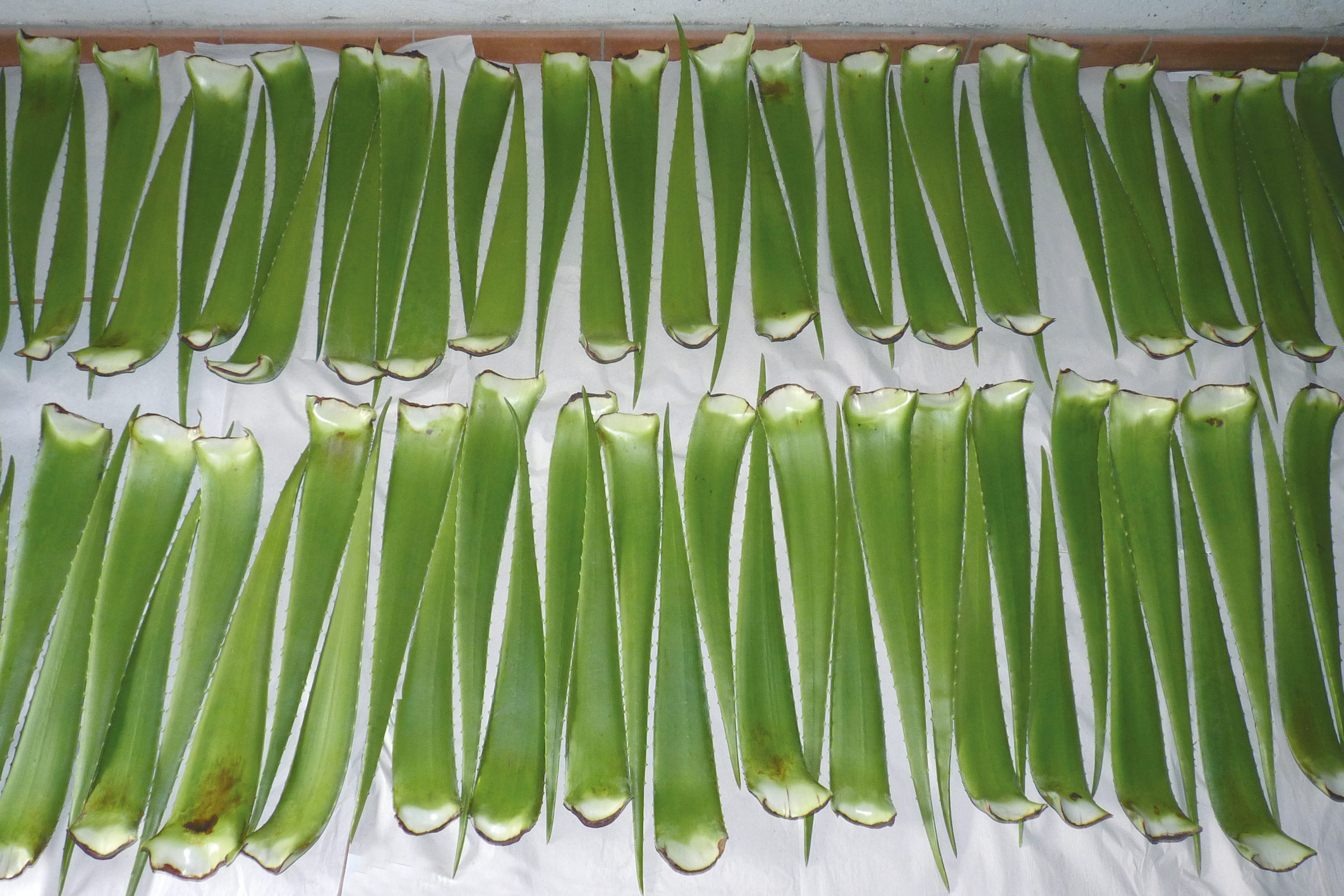 Frische Blätter der Aloe Vera, aufgelegt auf einem Tisch