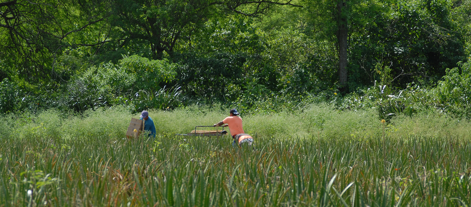 Zwei Kleinbauern schieben, in einem Aloe Vera Feld, Kisten, im Hintergrund ist Wald