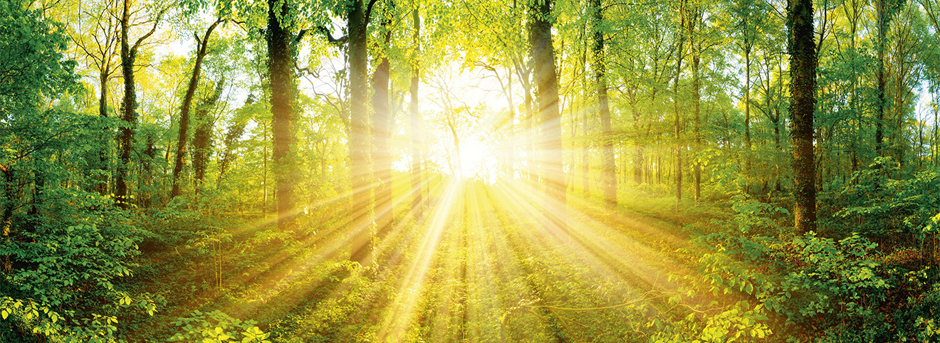 Biophilia iele Lichtstrahlen der Sonne strahlen mitten durch eine Waldlandschaft