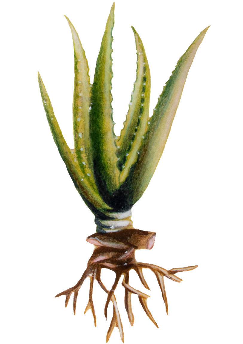 Aloe vera Eine Zeichnung der Aloe Vera Pflanze
