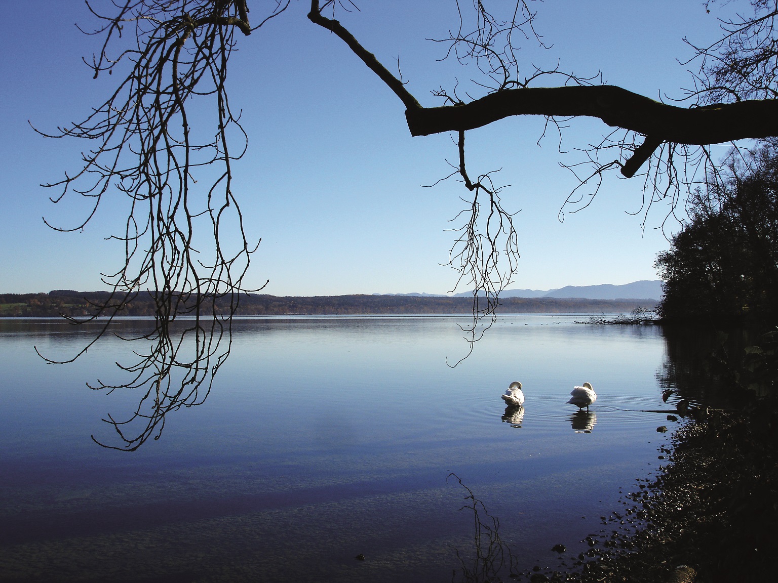 Starnberger See Der Starnberger See in Bernried, mit Schwänen