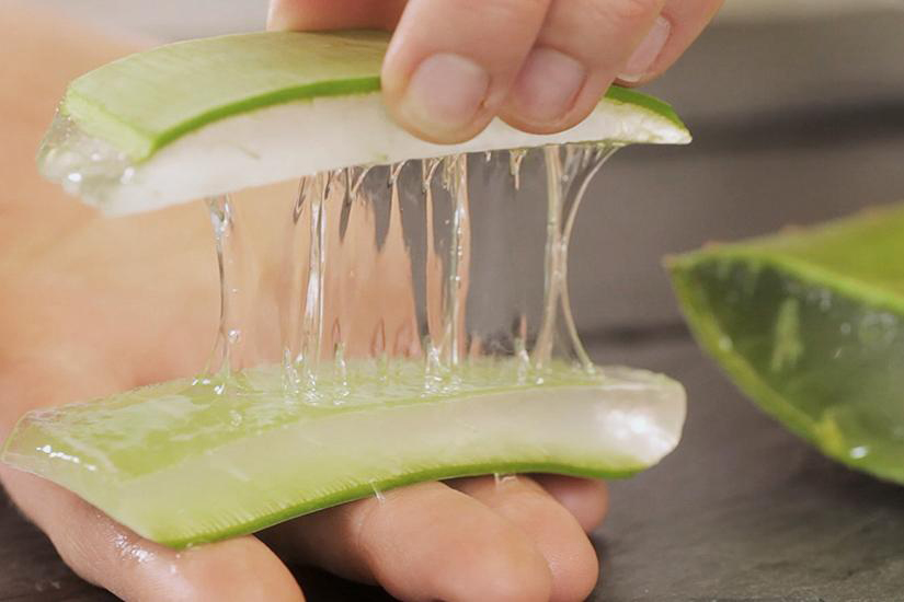 aloe vera Gel Eine durchgeschnittene Aloe Vera Scheibe wird gezeigt, während ihr Gel auseinandergezogen wird