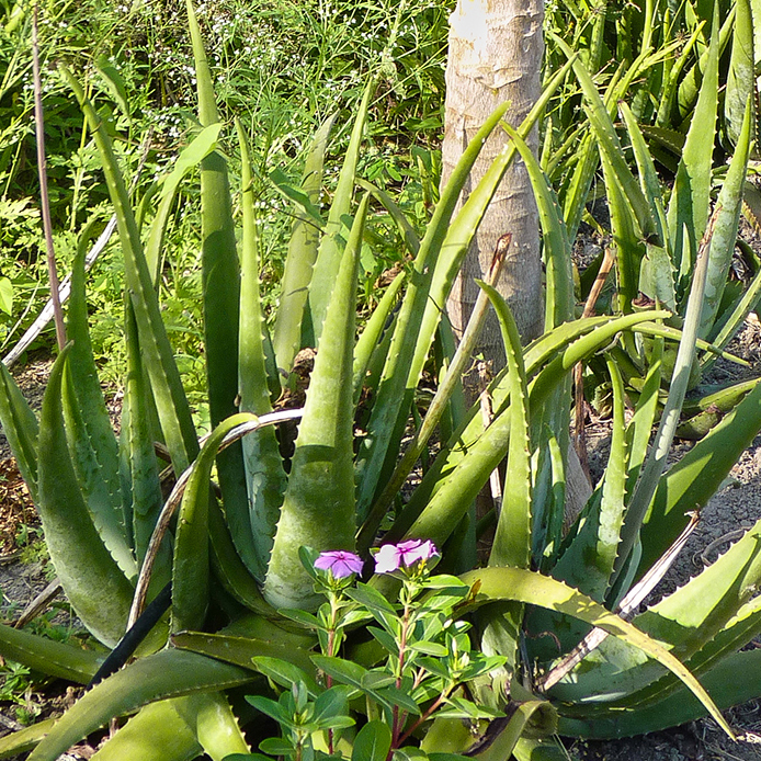 Eine große Aloe Vera Pflanze, sonnig in der Landschaft