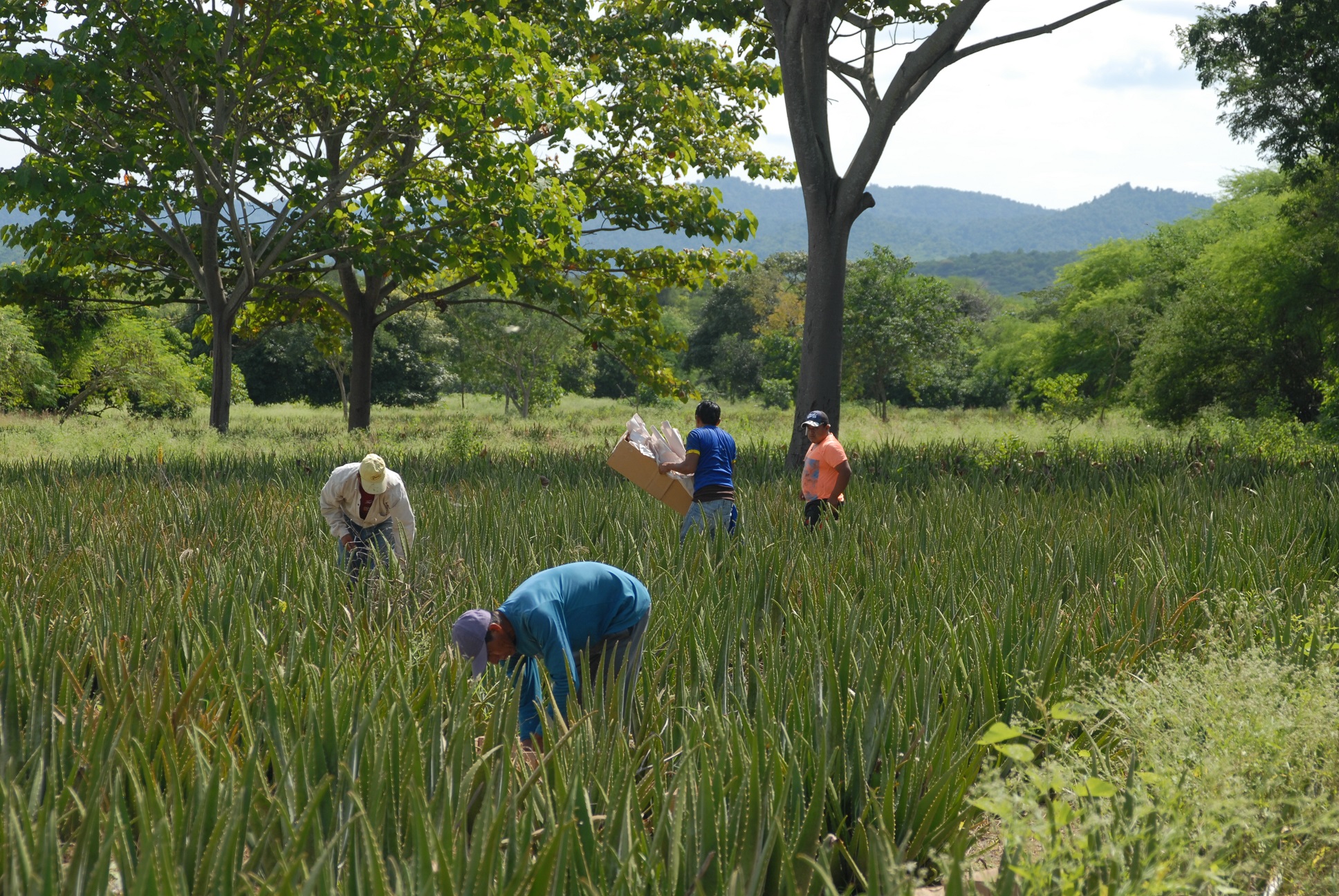 Aloe Vera Landschaft Ecuador grüne Landschaft mit Aloe Vera Pflanzen und Bauern im Feld