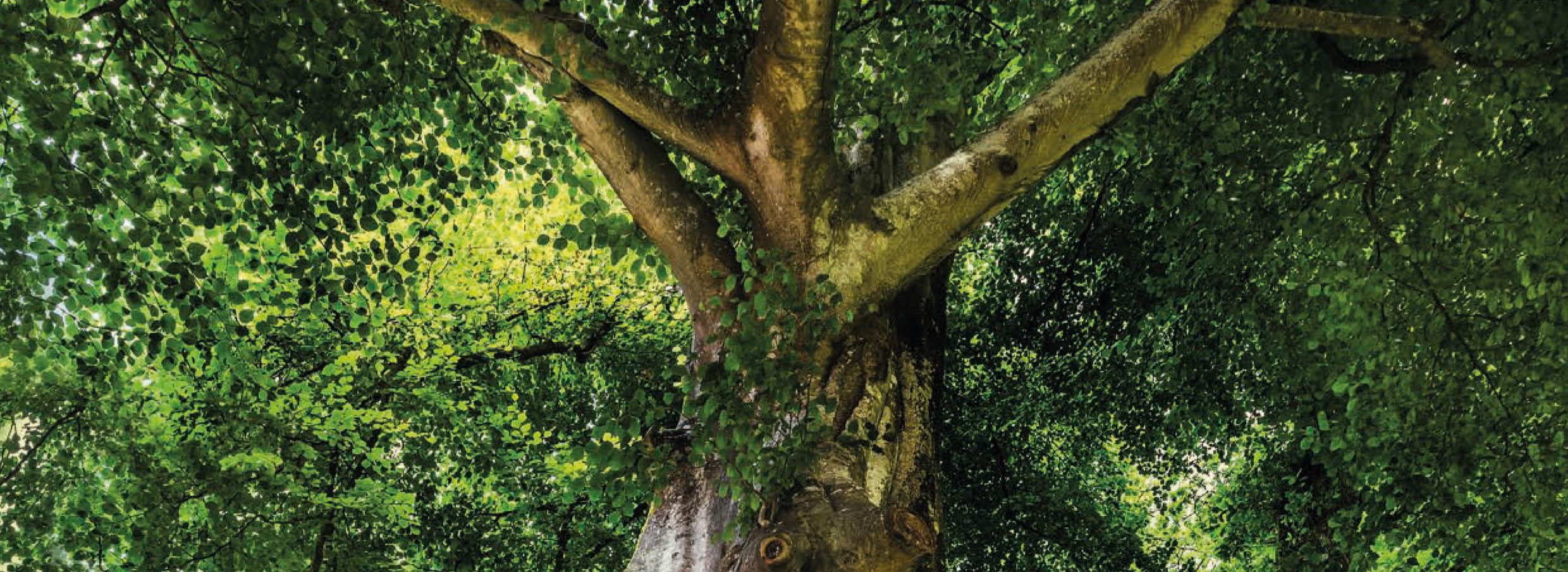 Baum Ein wunderschöner Baum und seine imposanten Zweige.