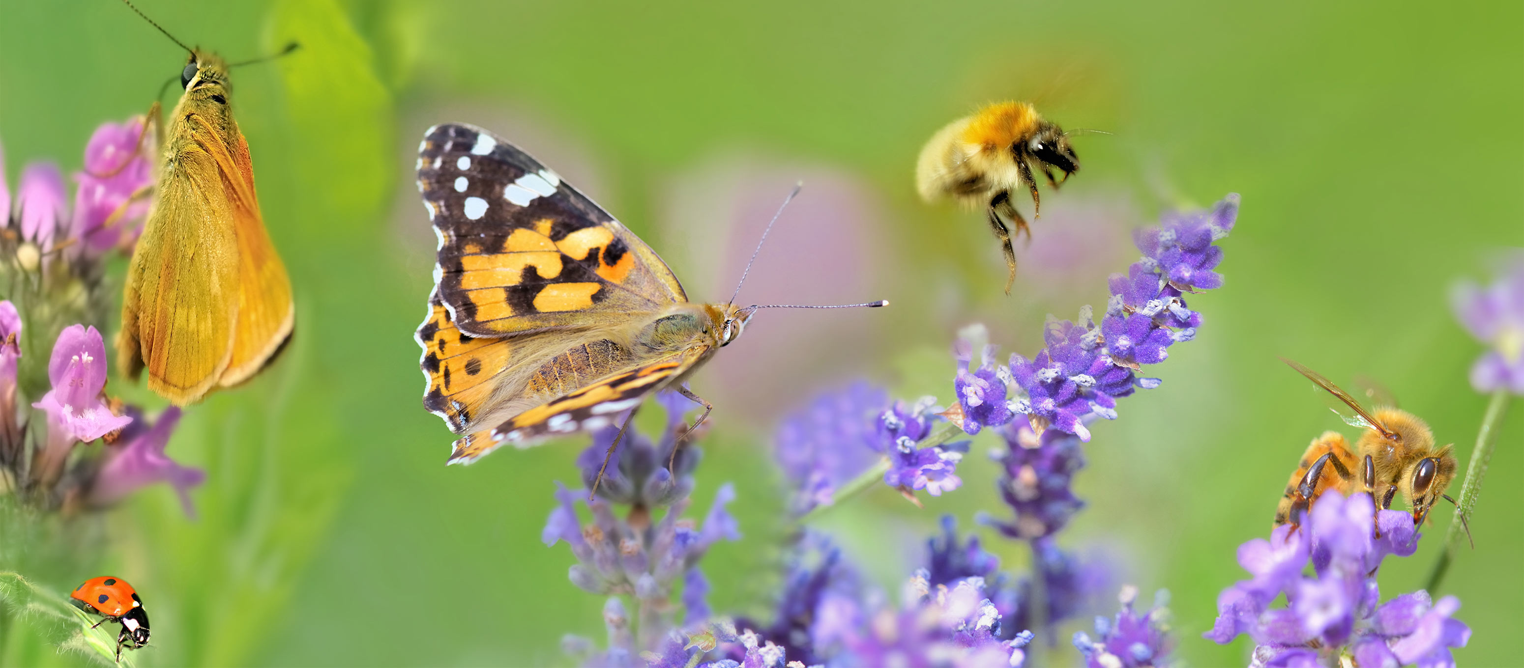 Insekten Verschieden Insekten und Pflanzen auf einem Bild
