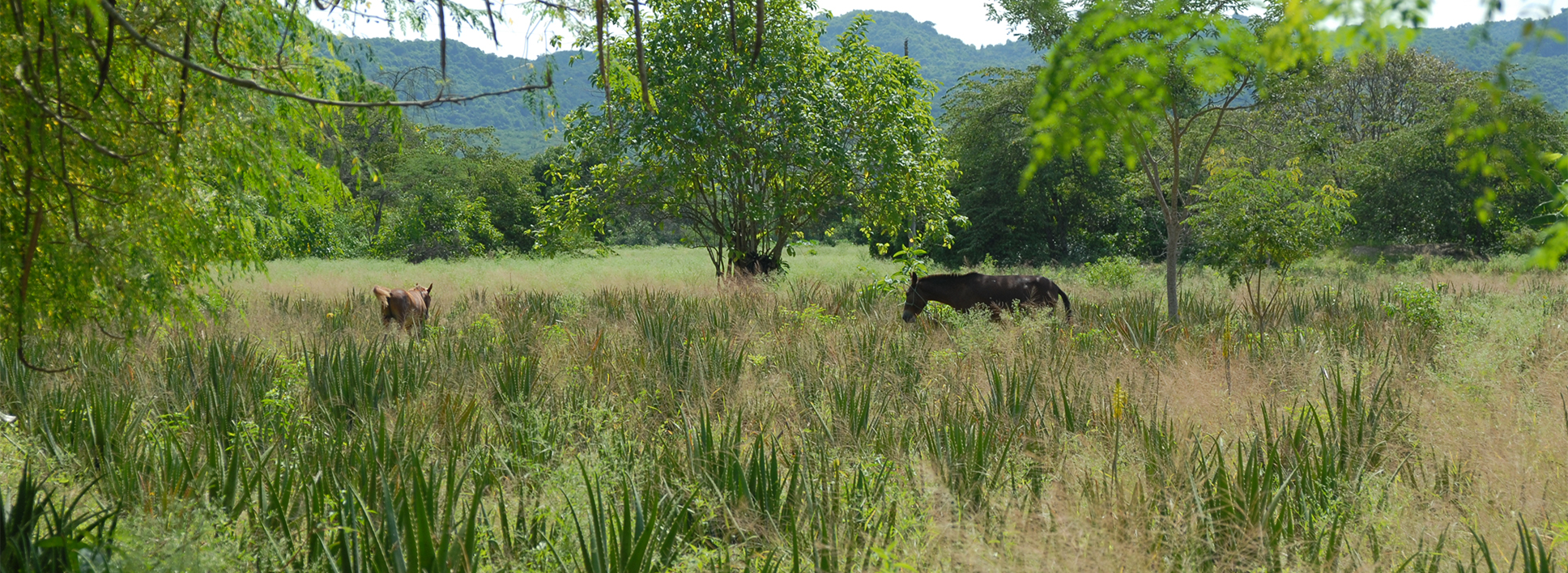 Mischkultur Mischkultur in Ecuador, mit Pferden im Feld.