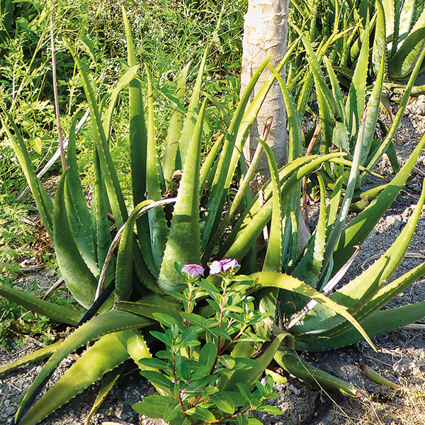 Aloe Vera Mischkultur Aloe Vera Mischkultur