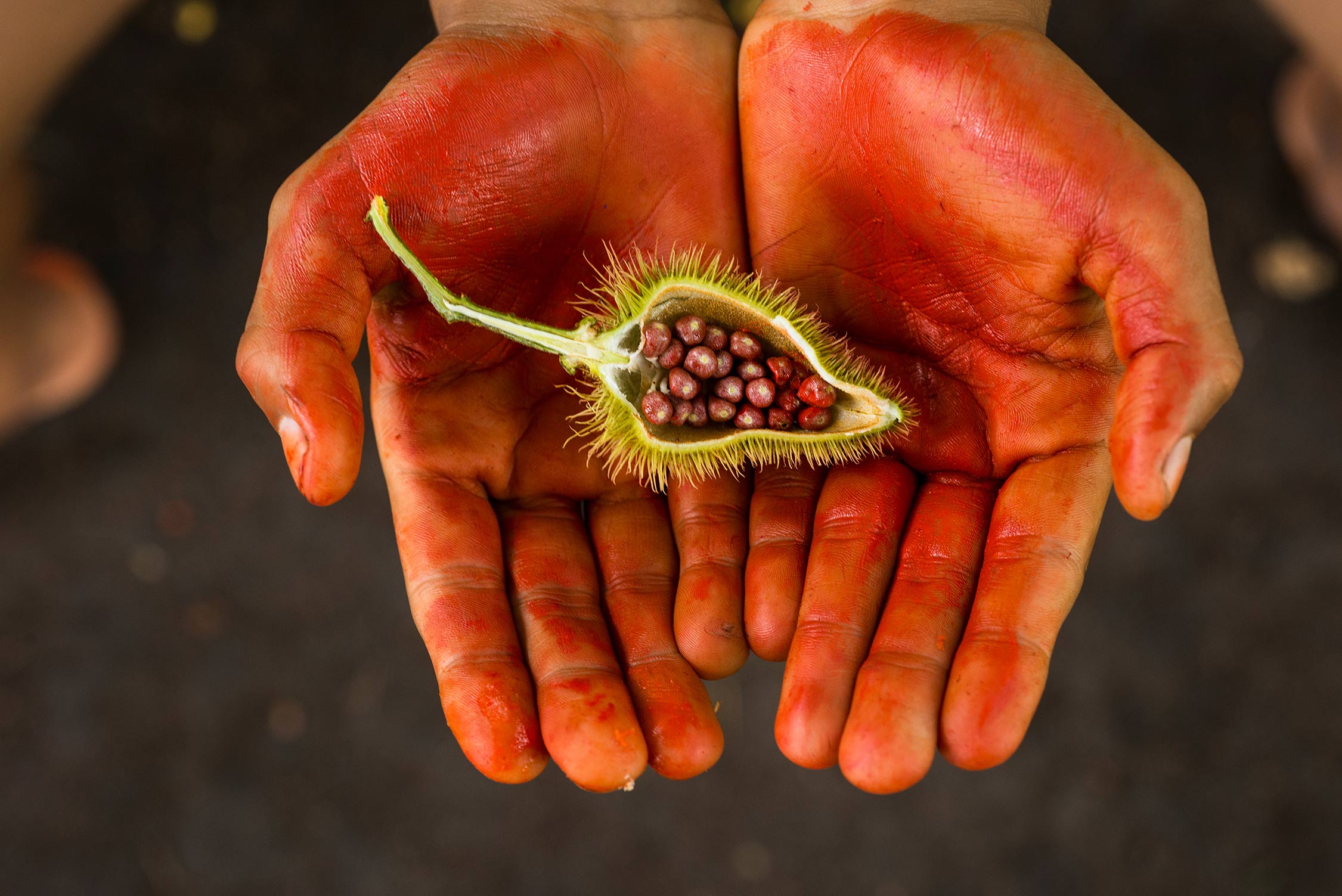Rot bemalte offene Handflächen halten eine halbierte Achiotekapsel mit roten Beeren